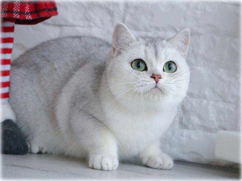 AGATHA GENTLE RAY*BY