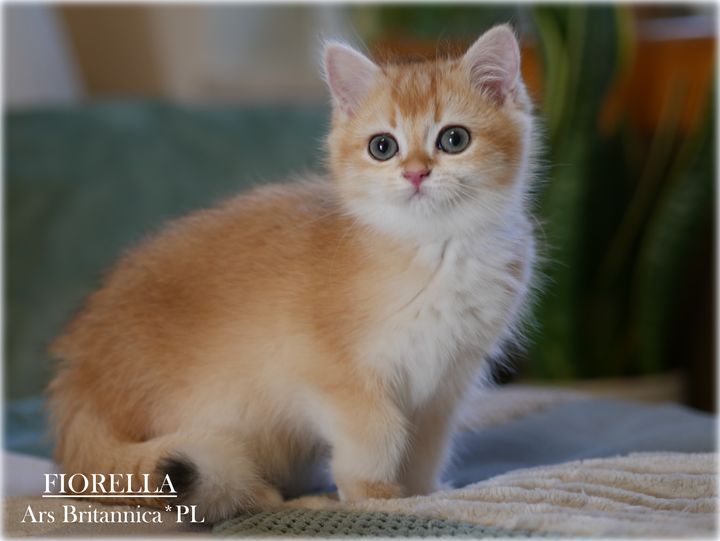 Fiorella Ars Britannica*PL