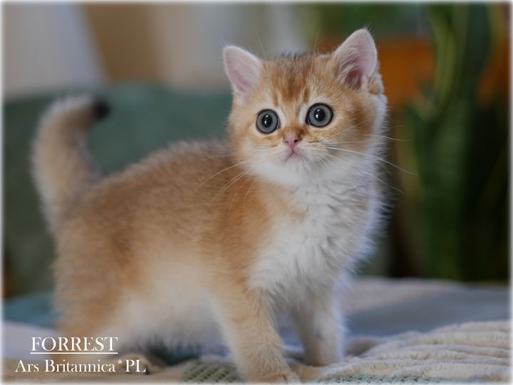 Forrest Ars Britannica*PL