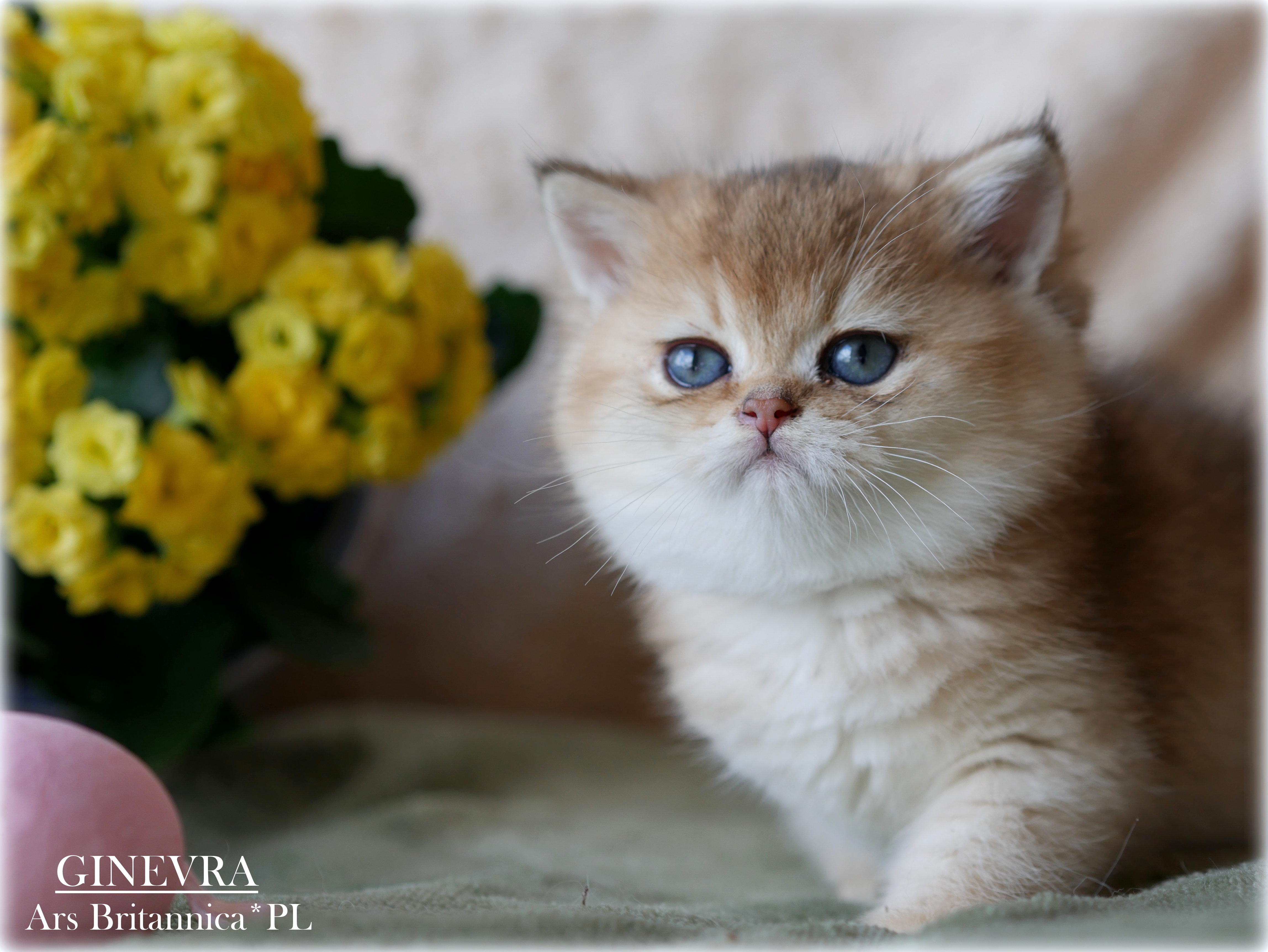 Ginevra Ars Britannica*PL