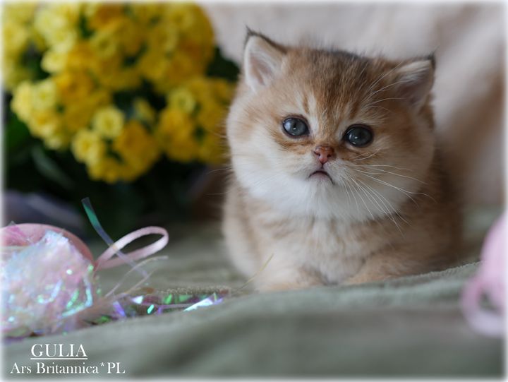 Gulia Ars Britannica*PL