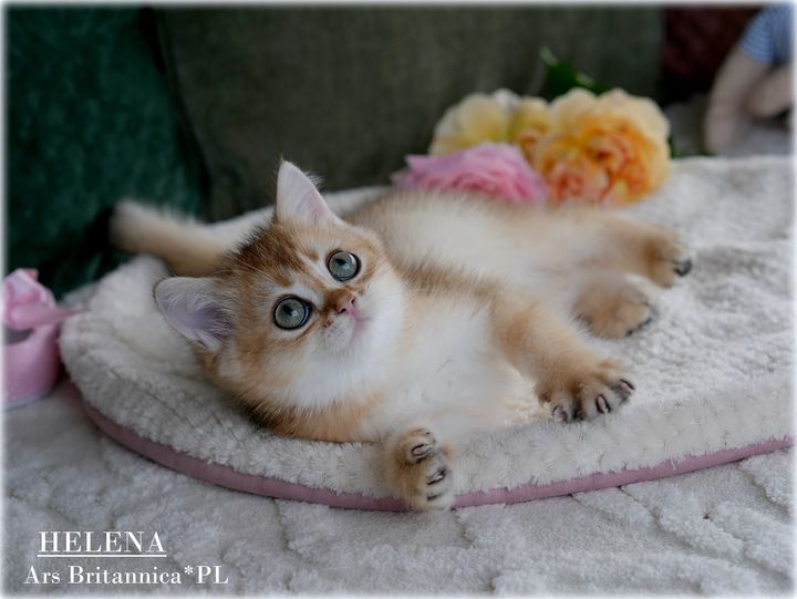 Helena Ars Britannica*PL