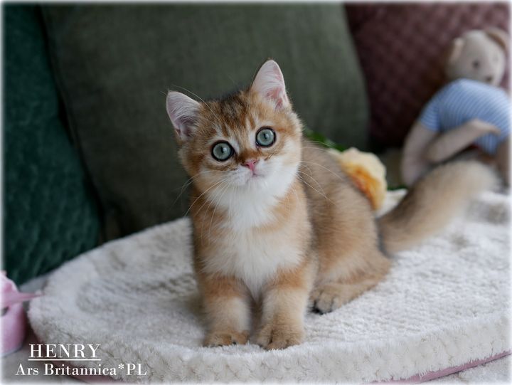 Henry Ars Britannica*PL