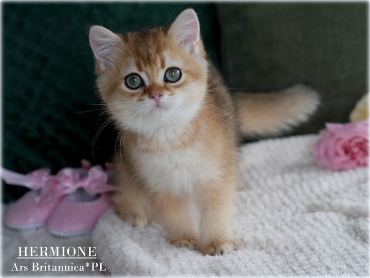 Hermione Ars Britannica*PL