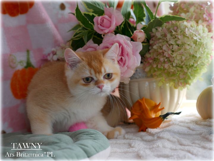Tawny Ars Britannica*PL Tawny Ars Britannica*PL