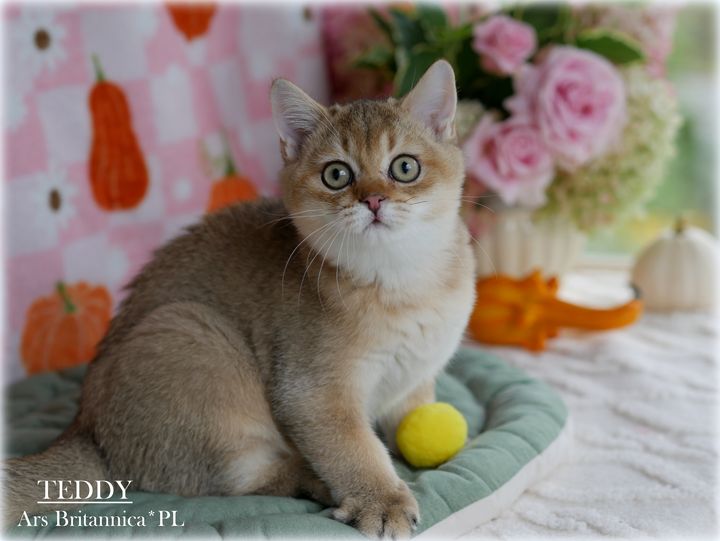 Teddy Ars Britannica*PL Teddy Ars Britannica*PL