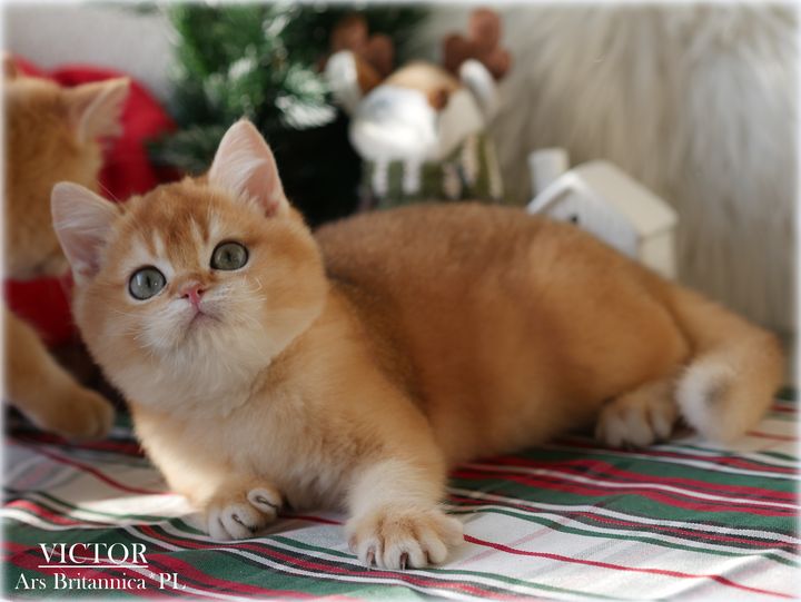 Victor Ars Britannica*PL