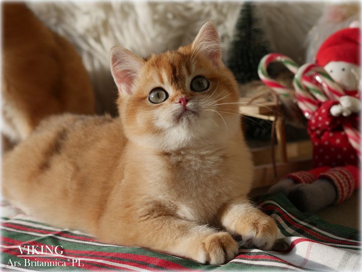 Viking Ars Britannica*PL