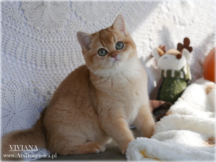 Viviana Ars Britannica*PL