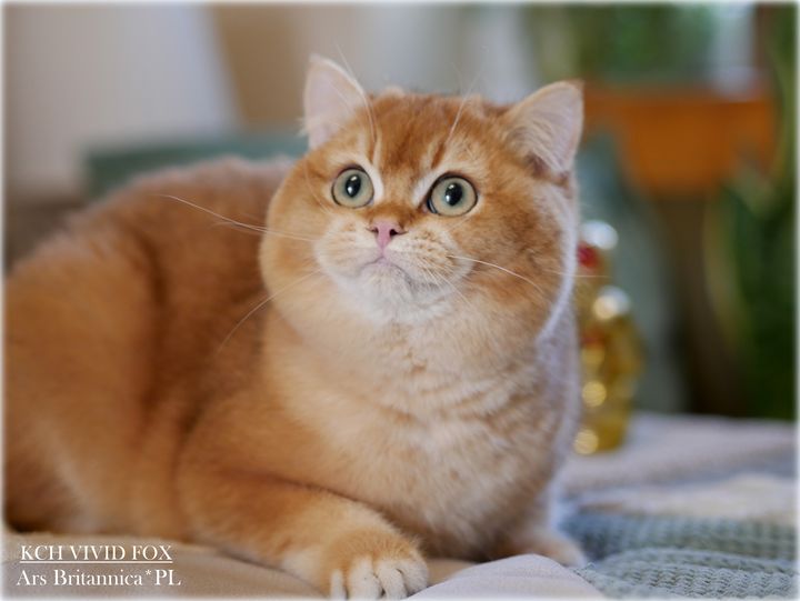 Vivid Fox Ars Britannica*PL