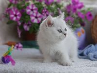 /leila