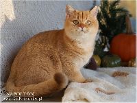 /napoleon