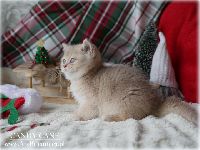 /candycane