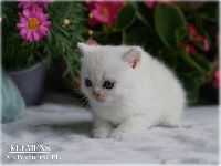 /klemens