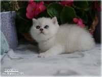 /jasmine