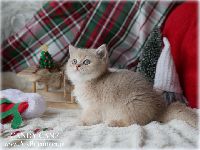 /candycane