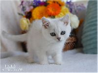 /leila