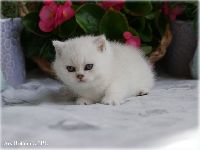 /jasmine