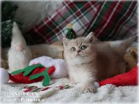 /candycane