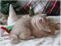 /candycane