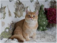 /tosca