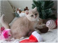 /candycane