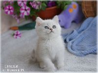 /lukier