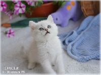 /lukier