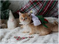 /christmas