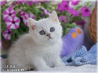 /leila