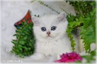 /gilbert