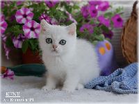 /kenji