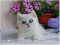 /kaiden