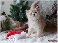 /candycane
