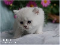 /lukier