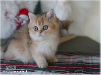 /ysabeau