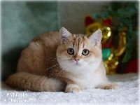 /paloma