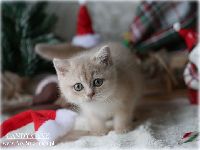/candycane