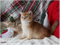 /christmas