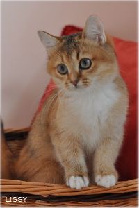 /lissy