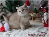 /candycane
