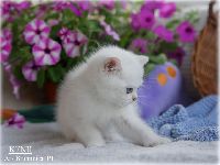 /kenji