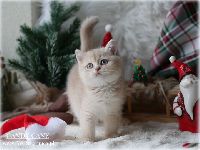 /candycane