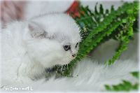 /gilbert