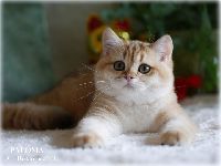 /paloma