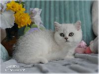 /jasmine