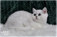 /gilbert