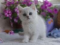 /leila