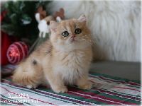 /yliana