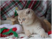 /candycane